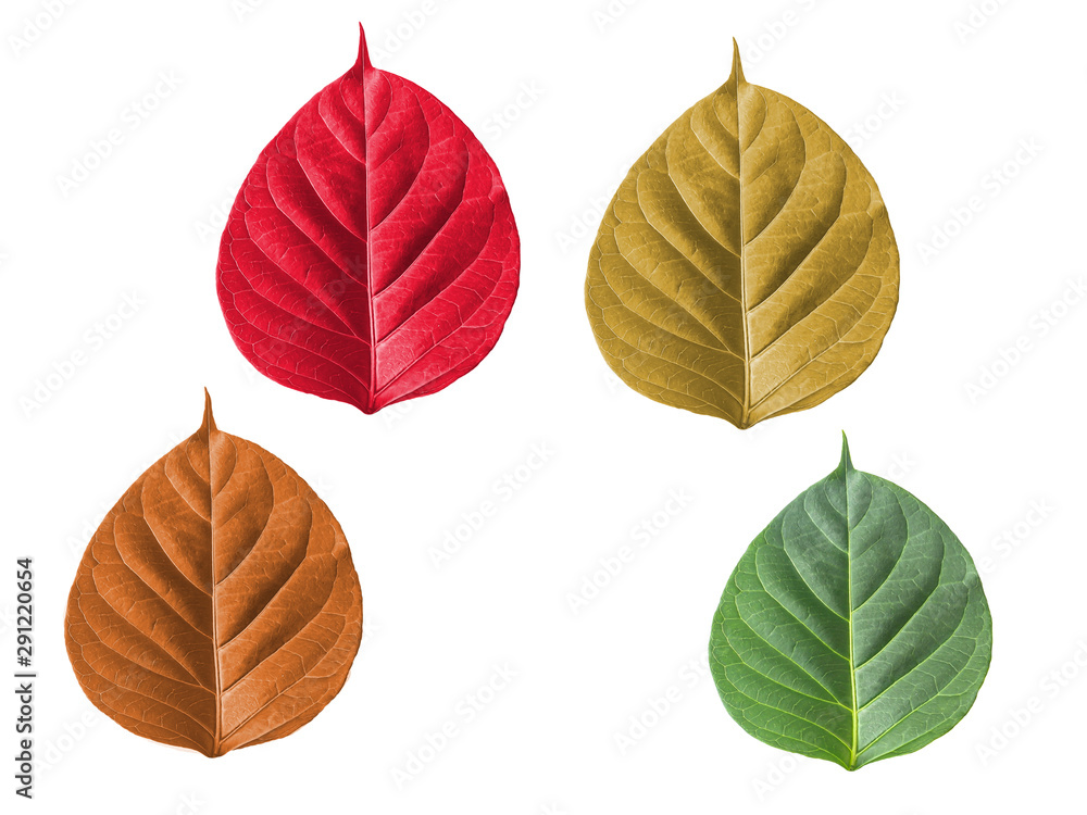 Obraz premium set of utumn leaf on white background