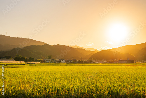 日本の夕日が降り注ぐ稲