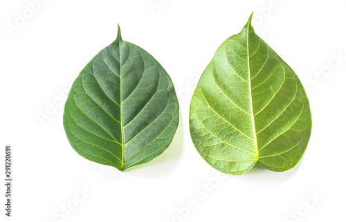 fresh front and back side of green herbal leaves on white background