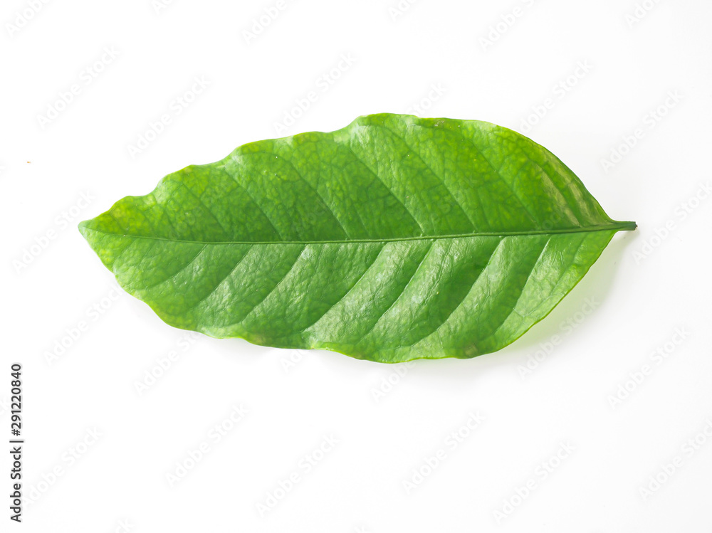 Obraz premium fresh green coffee leaf on white background