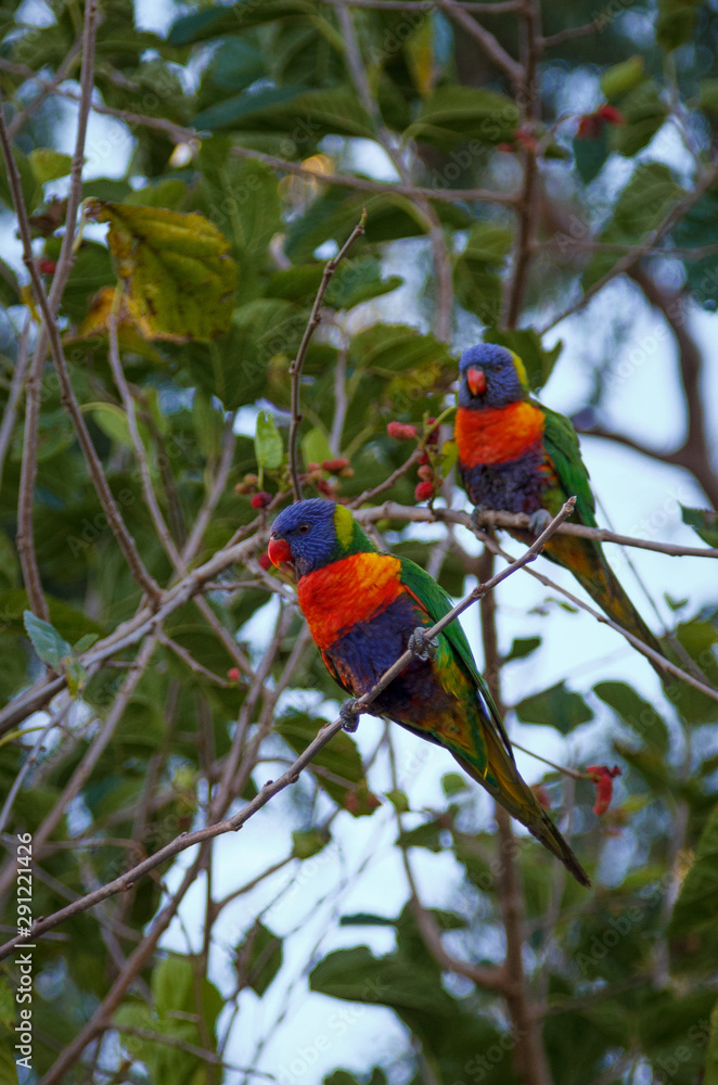 Obraz premium Rainbow Lorikeets