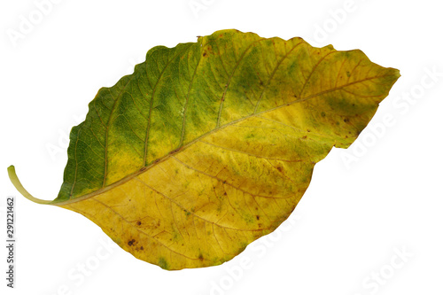 yellow with green Leaves Isolated on white background