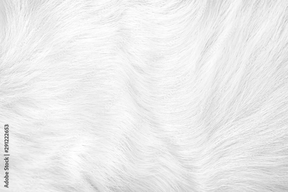 Fluffy fur dog short smooth texture seamless patterns white or gray background Fluffy fur dog short smooth texture seamless patterns white or gray background