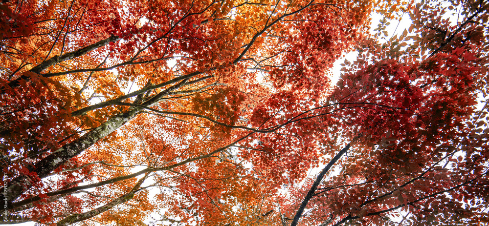 Autumn maple leaf nature fresh background Autumn maple leaf nature fresh background