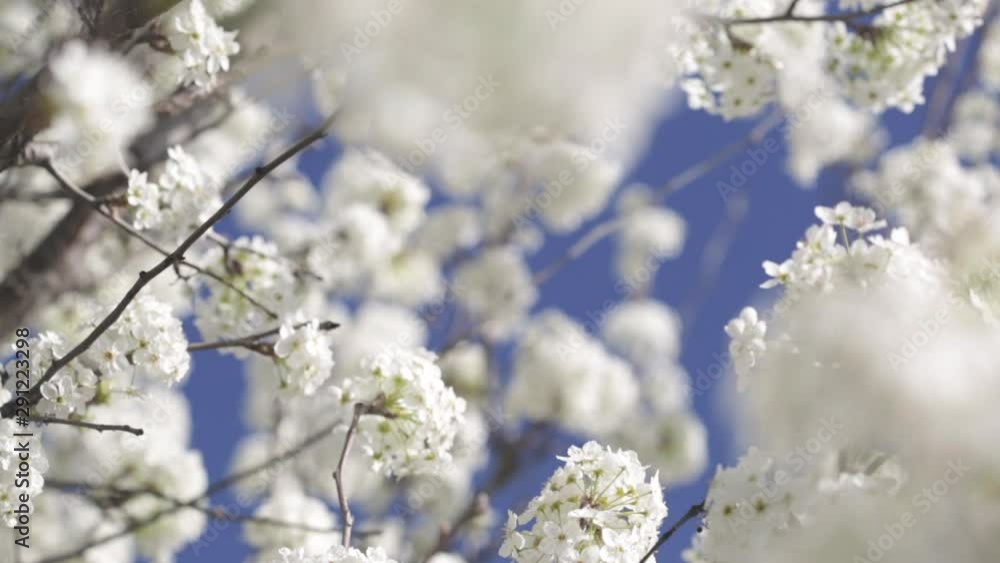 Early Spring White Cherry Tree Blossoms Blowing in the Breeze Early Spring White Cherry Tree Blossoms Blowing in the Breeze