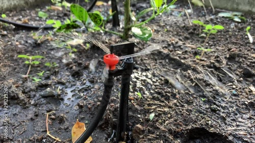 Wallpaper Mural Springer Watering small lemon tree Torontodigital.ca