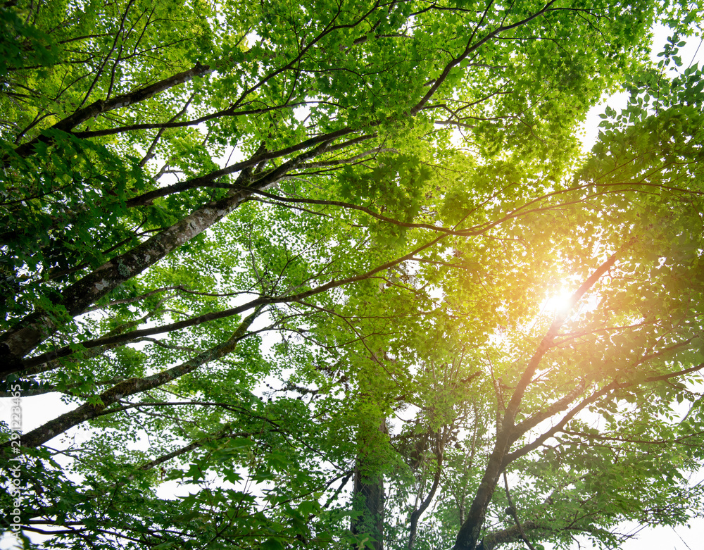 Fototapeta premium maple leaf in rain forest with sunlight