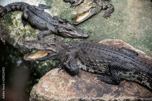 Crocodiles stand on rock . Crocodile Farm.