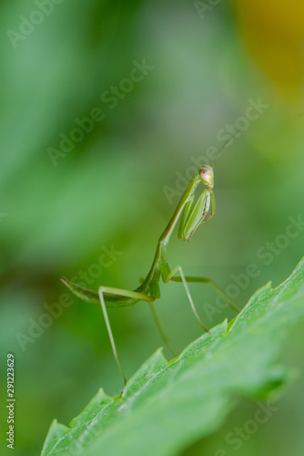 Macro of Female Praying Mantis © chatchai