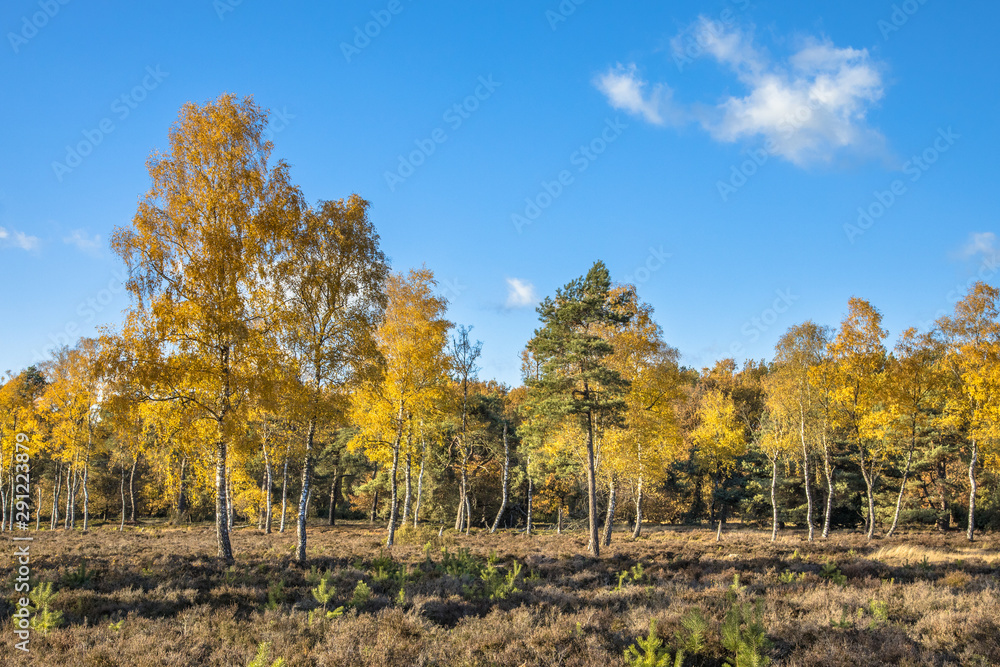 Fototapeta premium Yellow colored deciduous birch trees