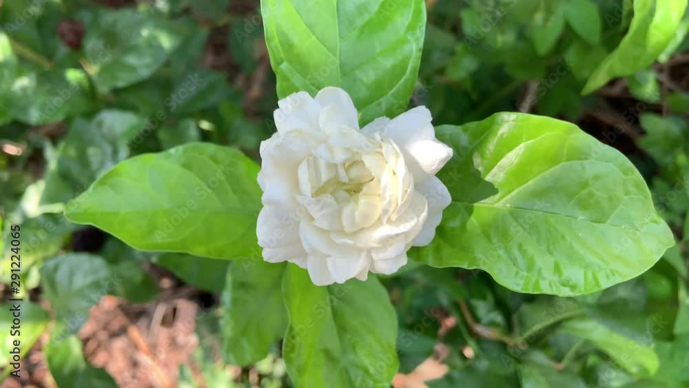 ฺBeautiful white jasmine flower blooming ฺBeautiful white jasmine flower blooming