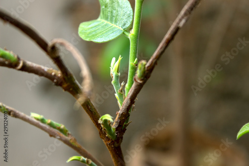 branch of tree with buds in spring