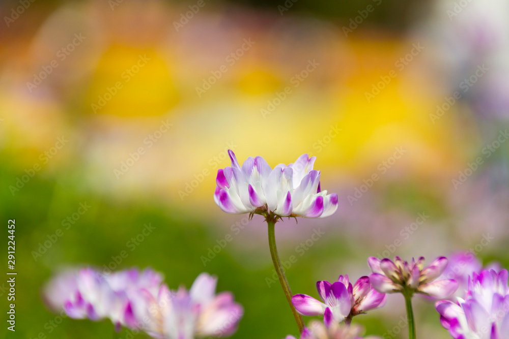 Fototapeta premium レンゲソウ／木曽三川公園センター／岐阜県海津市