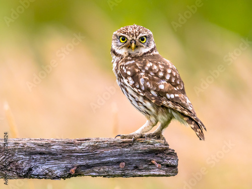 Little Owl perched on log photo