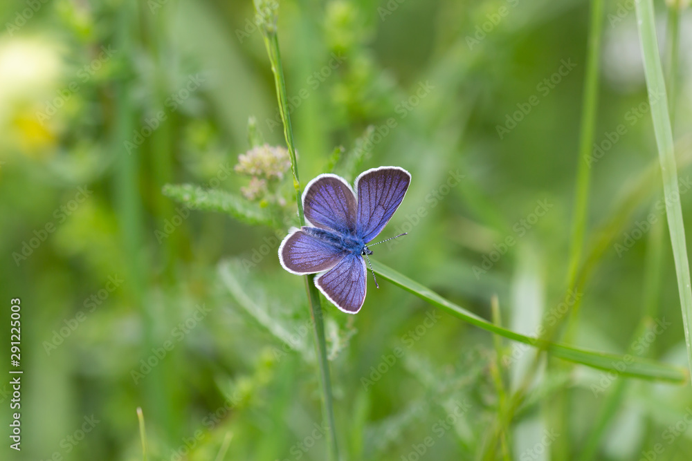 Fototapeta premium makro wspólny niebieski motyl na liściu trawy na łące górskiej w okresie letnim w Alpach