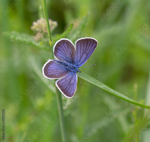 macro of a common blue butterfly on a grass leaf in mountain meadow during summerin the alps