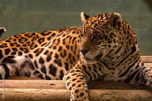 onça pintada brasileira ou jaguar sul-americano 