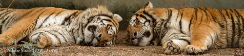 arte recorte de dois tigres dormindo lado a lado irmãos gêmeos ou espelhados  