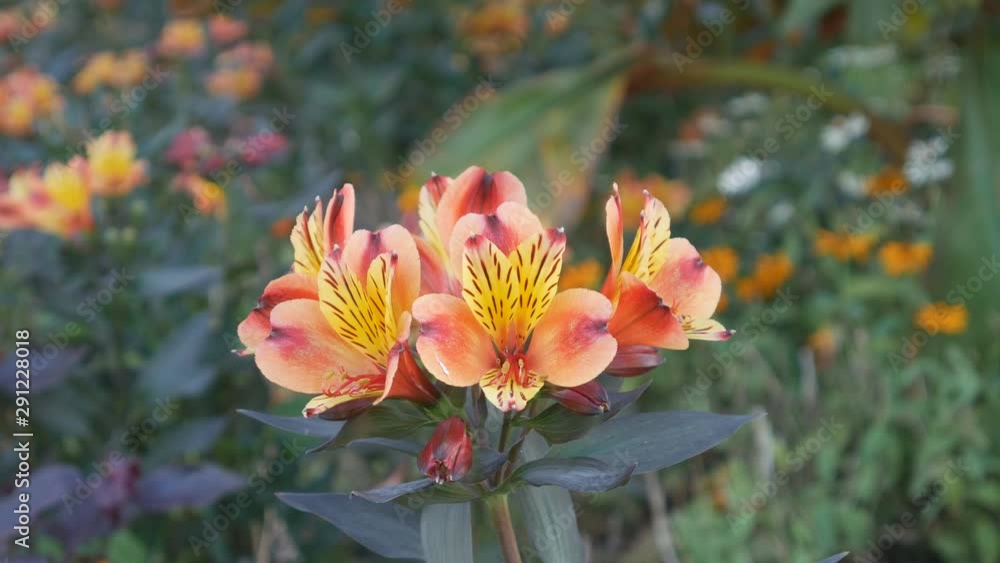 A close up view of tiger lilies. A close up view of tiger lilies.