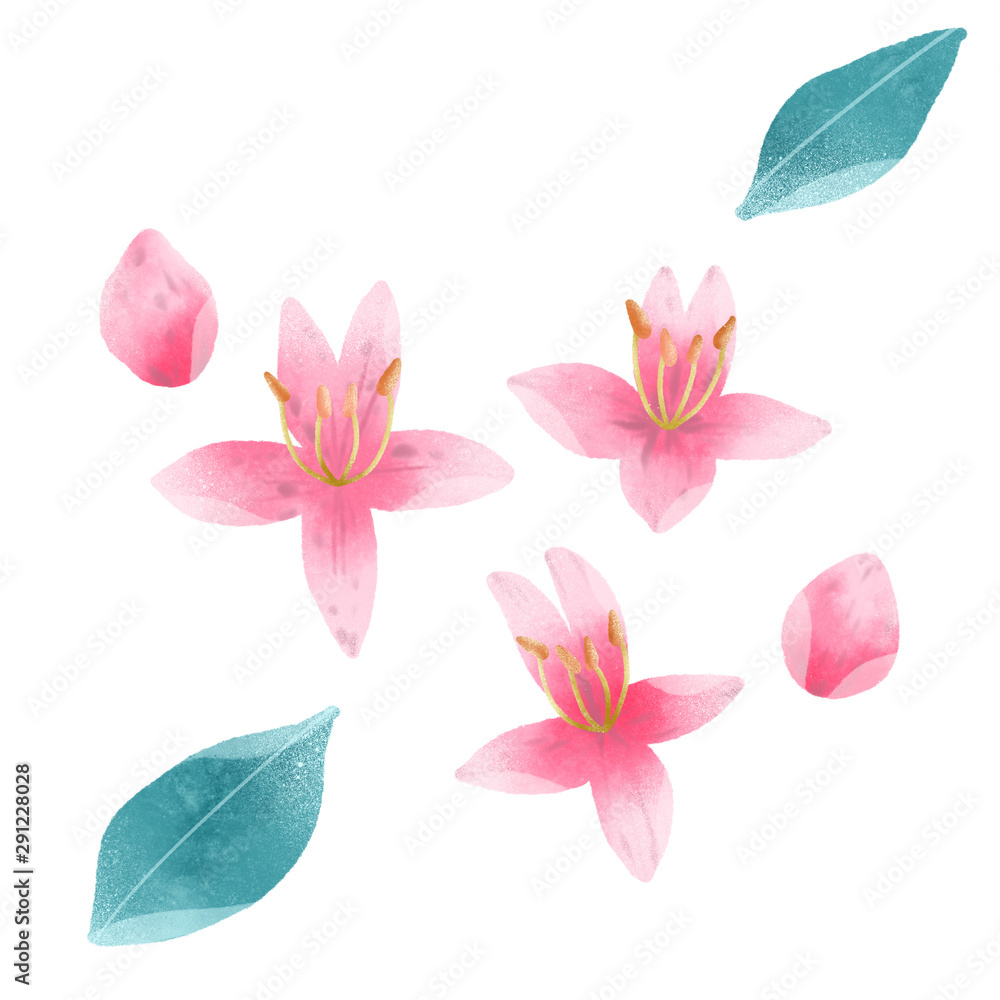 Fototapeta premium Sakura flower isolate