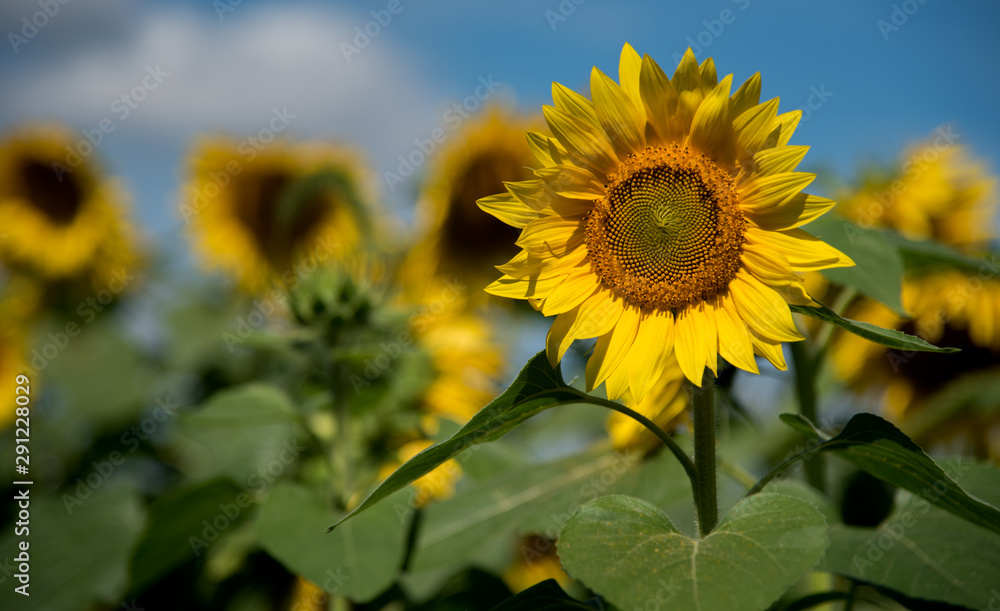 Beautiful sunflower in the field natural background