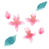 Sakura flower isolate