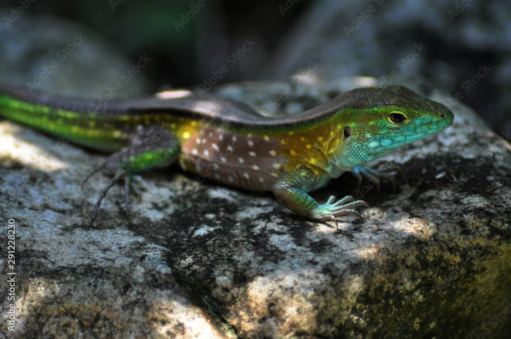 Colorful lizard sunbathing on a rock. Close-up Colorful lizard sunbathing on a rock. Close-up