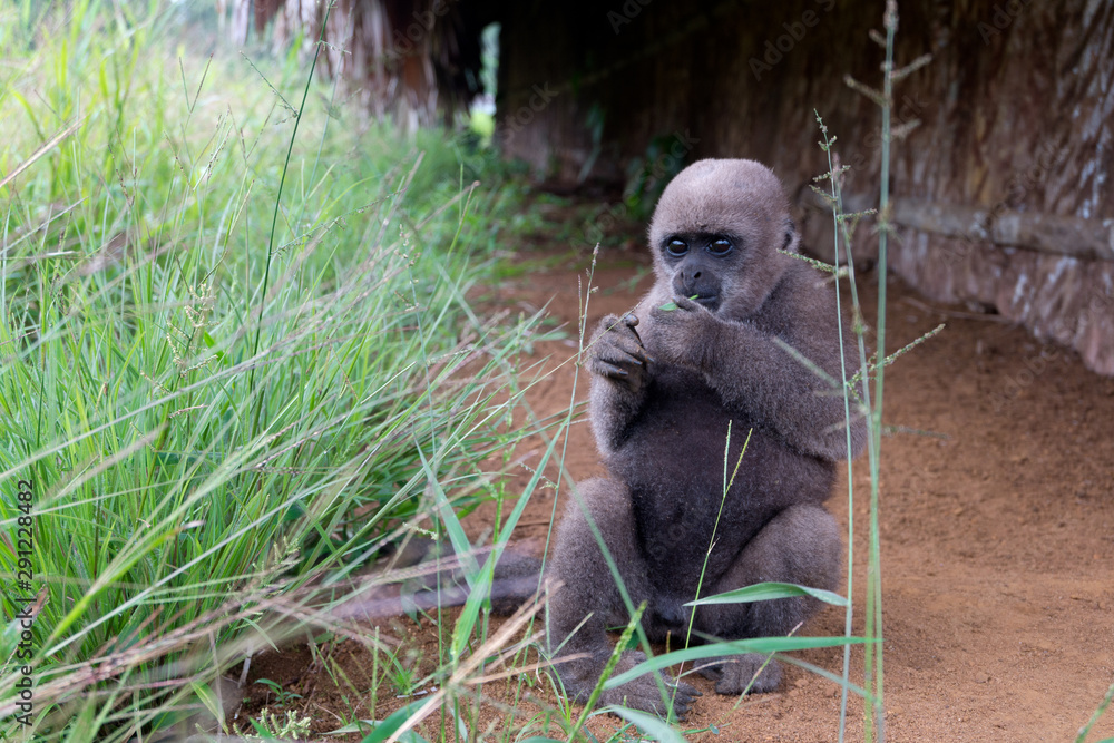 Chorongo monkey eating. Woolly monkey. Scientific name, Lagothrix
