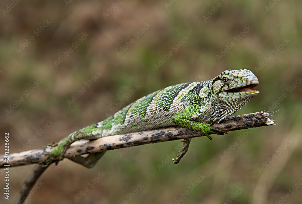 Green iguana, lizard native to Colombian amazon Green iguana, lizard native to Colombian amazon