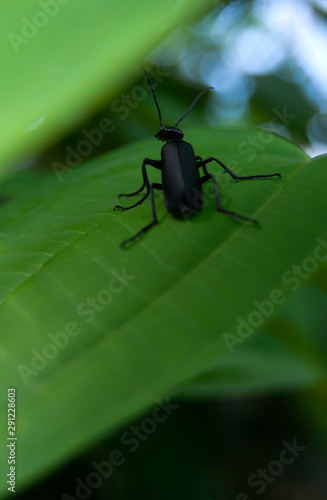 Black Dung beetle on leaf. Amazonas, Colombia