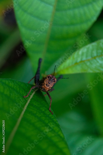Grasshopper. Amazonas, Colombia
