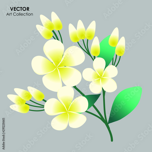 Plumeria flower Isolate, Vector illustration design element