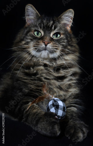 Maine coon. Cat with ball