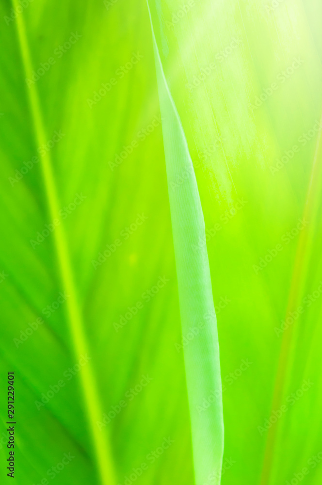 Closeup nature view of Green leaf in garden at summer under sunlight. Natural green plants landscape using as a background or wallpaper. Closeup nature view of Green leaf in garden at summer under sunlight. Natural green plants landscape using as a background or wallpaper.