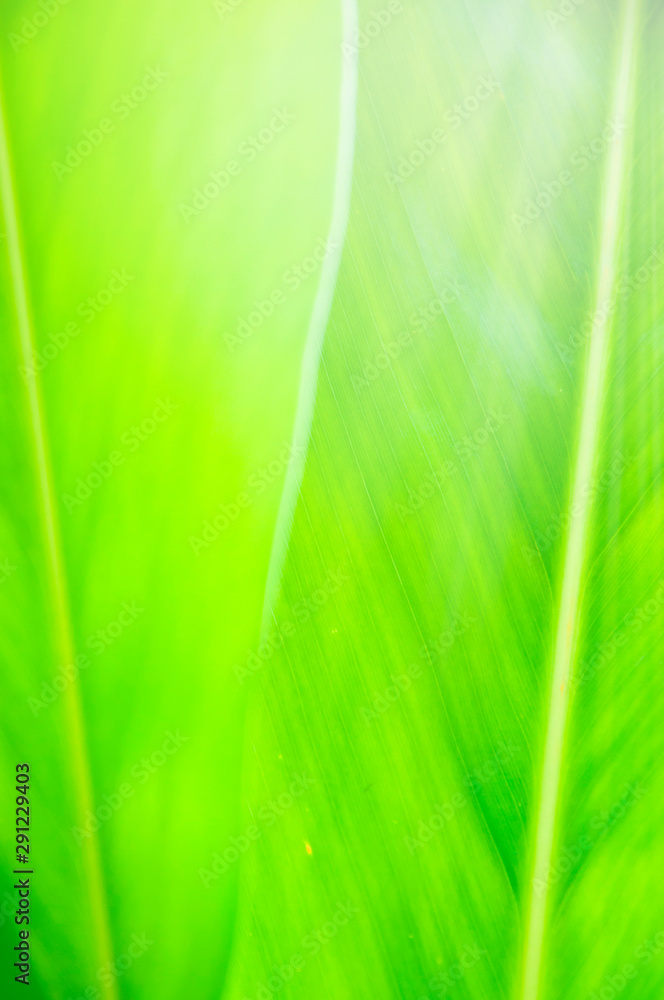 Closeup nature view of Green leaf in garden at summer under sunlight. Natural green plants landscape using as a background or wallpaper. Closeup nature view of Green leaf in garden at summer under sunlight. Natural green plants landscape using as a background or wallpaper.