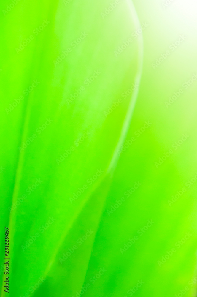 Closeup nature view of Green leaf in garden at summer under sunlight. Natural green plants landscape using as a background or wallpaper. Closeup nature view of Green leaf in garden at summer under sunlight. Natural green plants landscape using as a background or wallpaper.