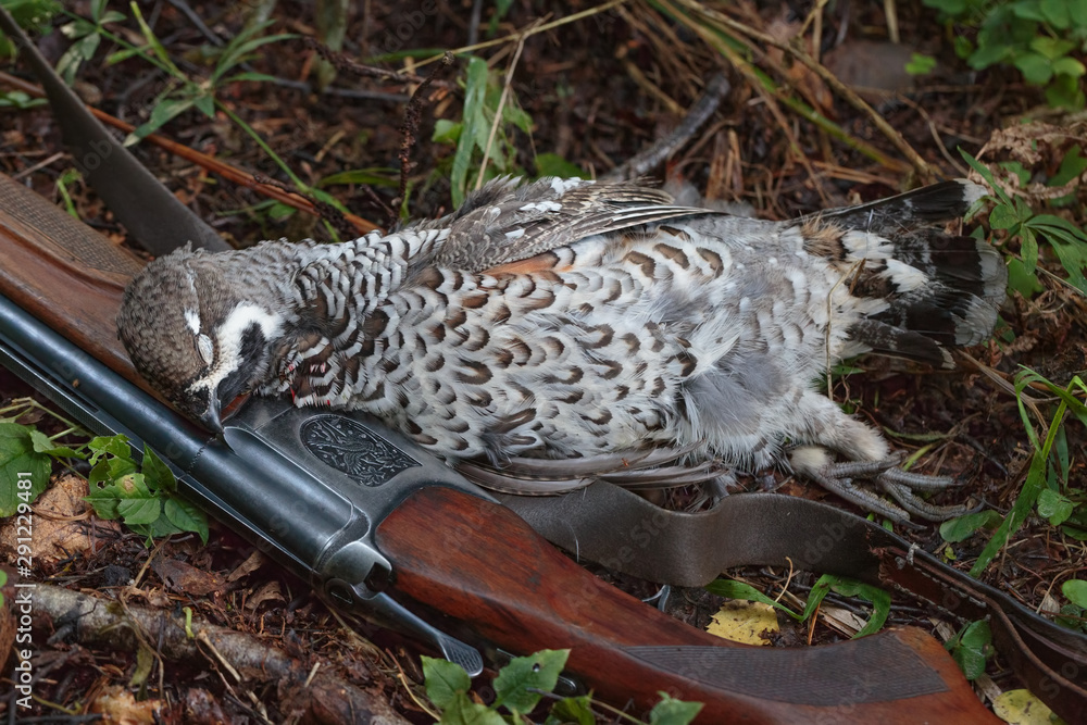 Gun and hazel grouse Gun and hazel grouse