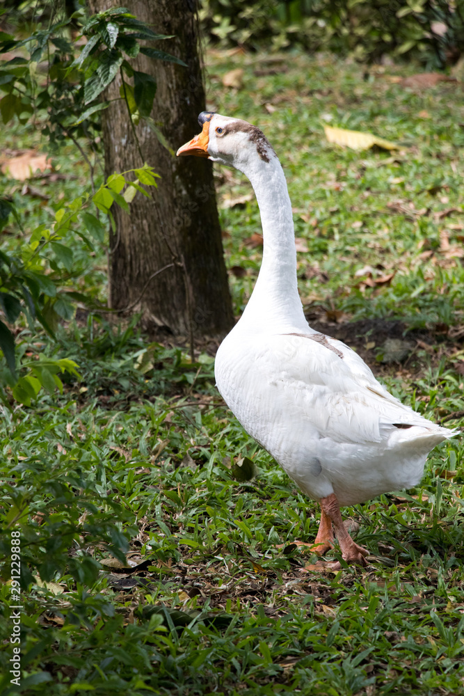 White goose walk on green grass background White goose walk on green grass background