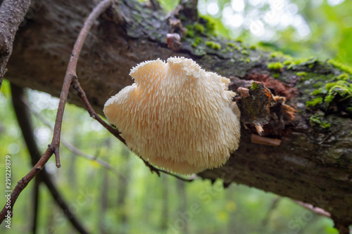 Unusual mushroom on a tree trunk close-up.