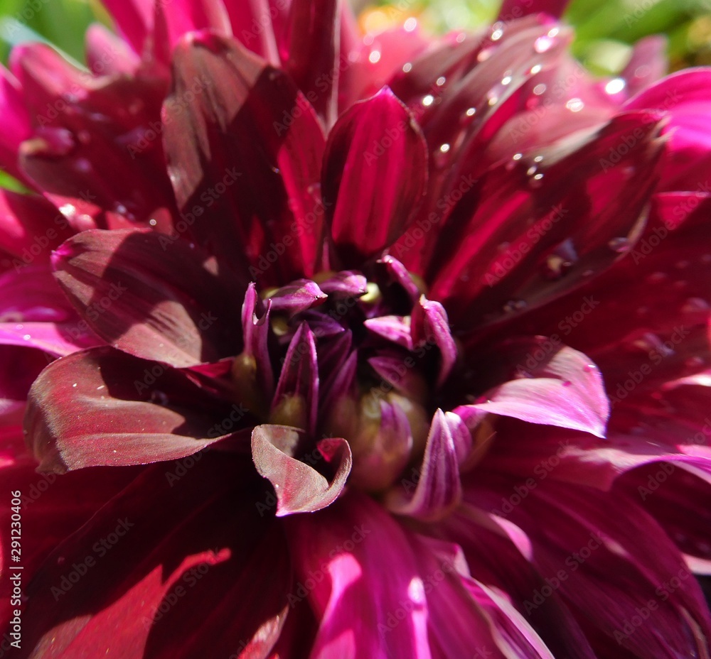 dahlia flower with water drops close-up dahlia flower with water drops close-up