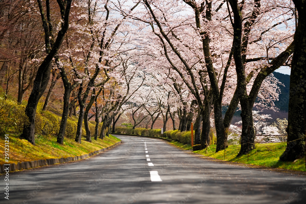 Fototapeta Cherry Blossom Path and road