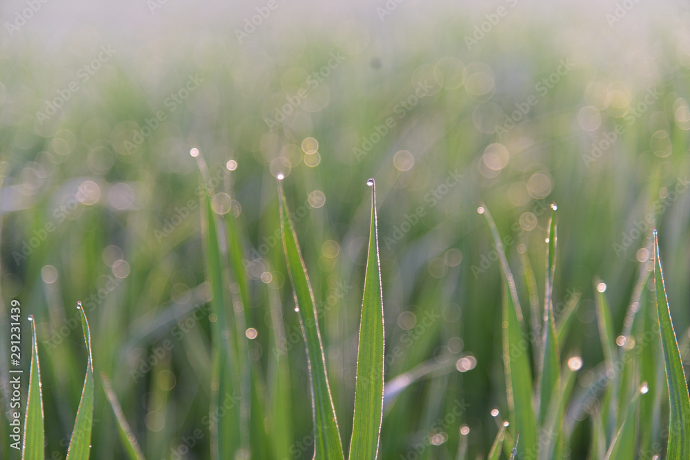 Obraz premium 물방울