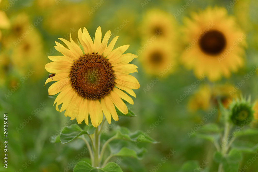 Fototapeta premium 꽃