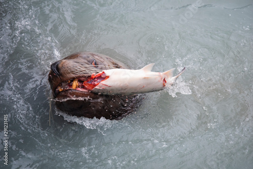 Photography A sea lion eating a salmon