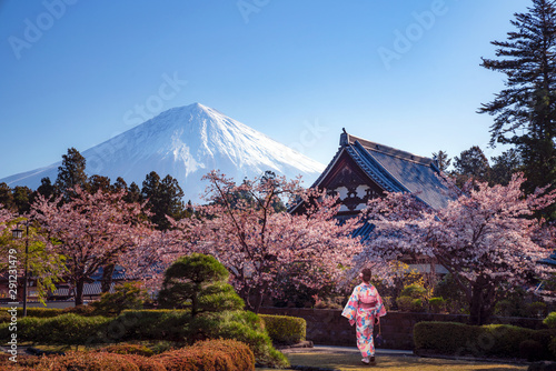 Obraz na plátně Traveller in japanese kimono dress walk in a sakura park