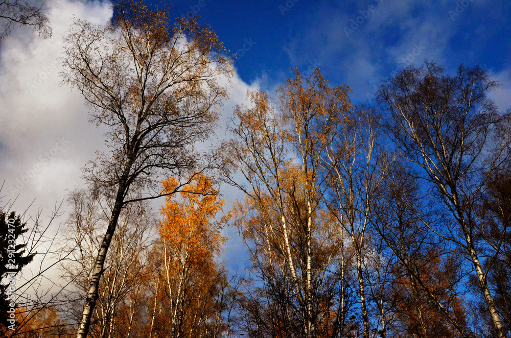 Fototapeta premium yellow high trees in autumn view on sky with clouds