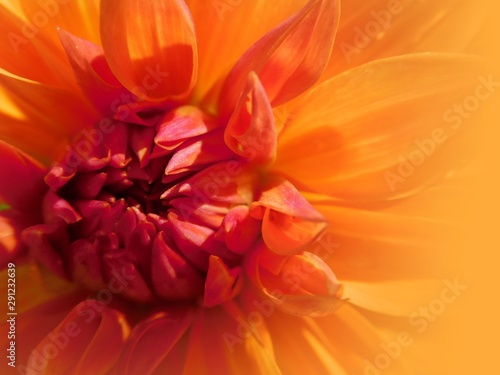 yellow orange dahlia flower close-up