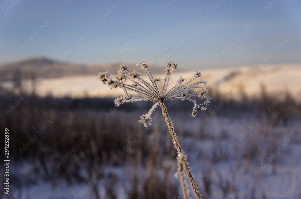 Obraz premium grass and sky
