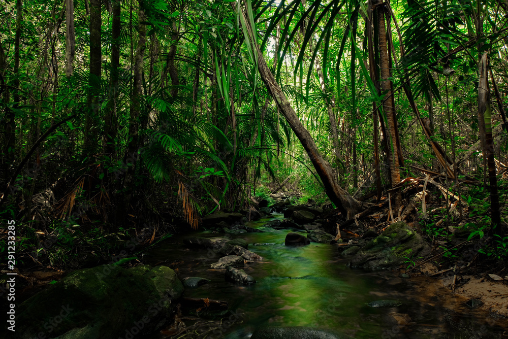 Fototapeta premium tree in the forest