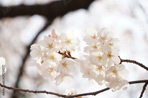 Cherry blossom blooming on the branch in Spring
